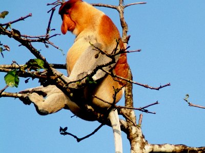 Proboscis monkey, Sukau (5)